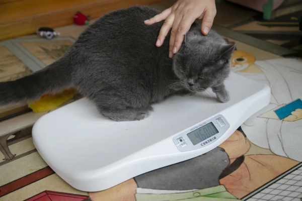 《論“肚腩”對小貓咪的重要性》