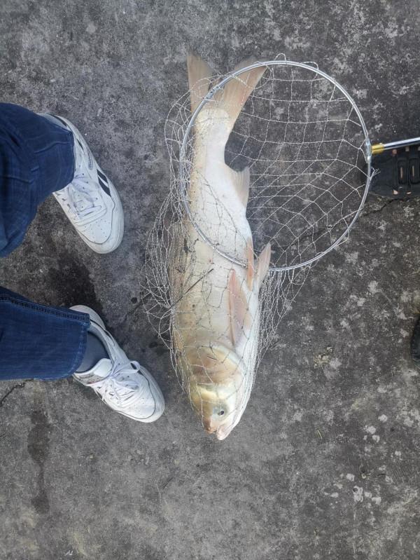 野塘釣鰱,中秋有樂 野塘釣鰱,中秋有樂