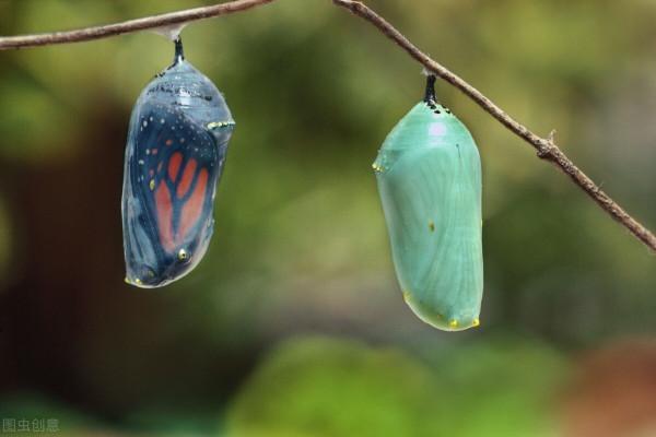 《中國大百科全書（第2版）》讀書筆記02361-斑蝶科