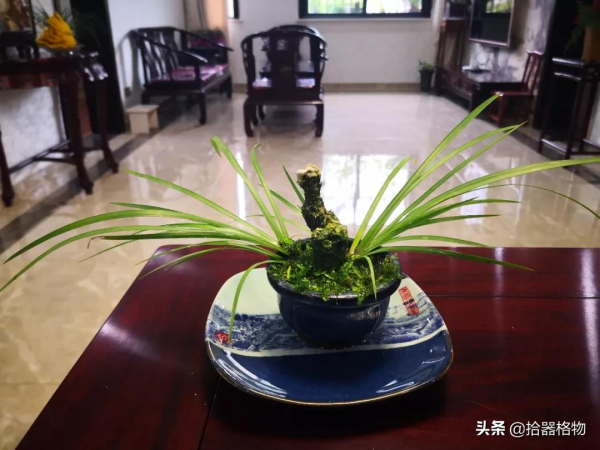 細說菖蒲品種 細說菖蒲品種