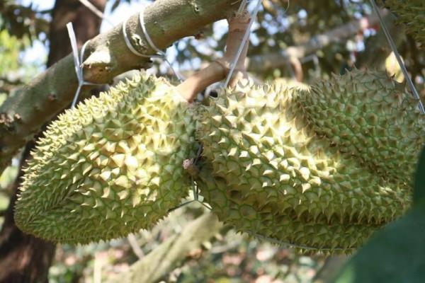 泰國政府提出&OpenCurlyDoubleQuote;清零&rdquo;口號 穩保水果出口安全