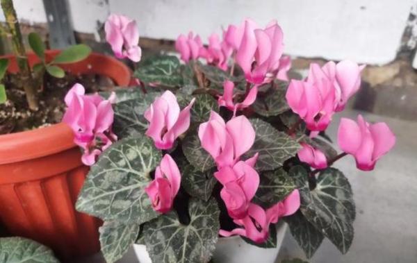 秋天家庭養花,盆栽這3樣,小盆長得好,種大盆裡反而更易爛根 秋天家庭養花,盆栽這3樣,小盆長得好,種大盆裡反而更易爛根