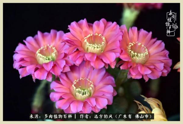 我若盛開，蝴蝶愛來不來