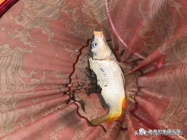 海口湖暴連野生鯽鯉