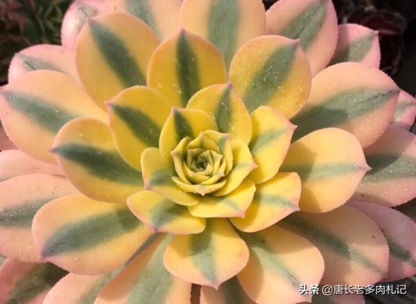 法師多肉都成功度夏了?來看秋天它們啥時候甦醒,以免陰溝裡翻船 法師多肉都成功度夏了?來看秋天它們啥時候甦醒,以免陰溝裡翻船