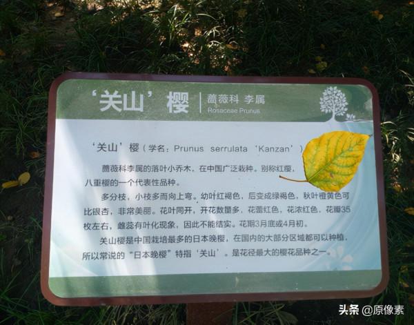 純潔、決絕，櫻花之關山櫻