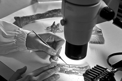 看，動物考古的科技“武器”