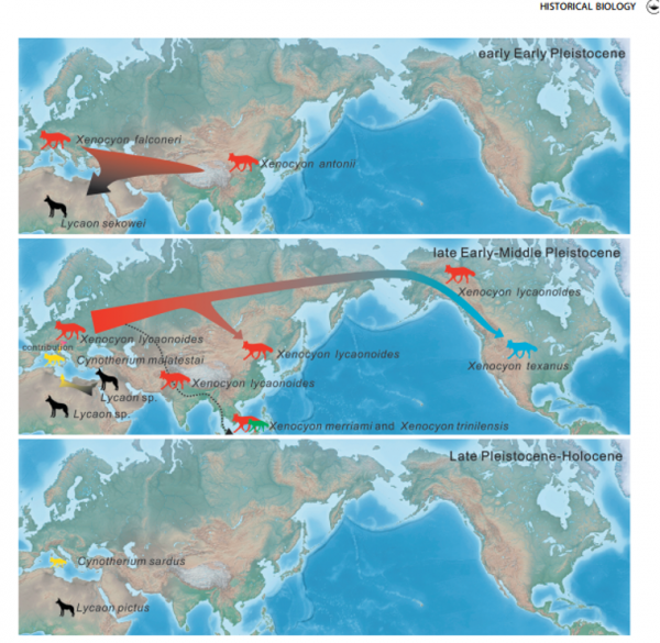 遠古發現丨50萬年前這種猛獸的化石在東亞發現，說明了啥？
