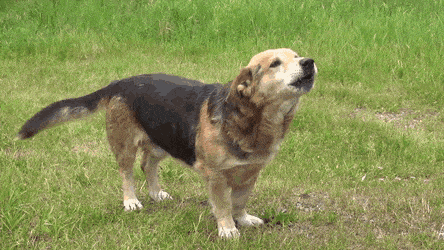 家裡的狗為何總是對著空氣狂吠?它們真的能看到人看不到的東西? 家裡的狗為何總是對著空氣狂吠?它們真的能看到人看不到的東西?