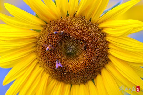 花開海上，40萬株地膚進入最佳觀賞期