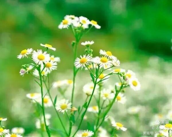 走在古城秋色裡