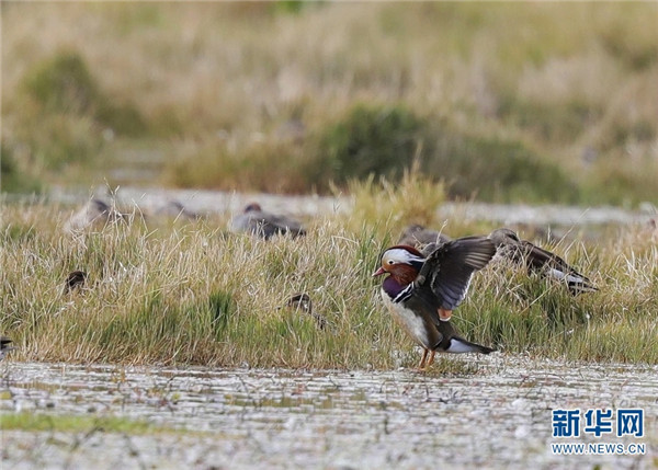 騰衝北海溼地迎來最佳觀鳥季 這些鳥你認識嗎？