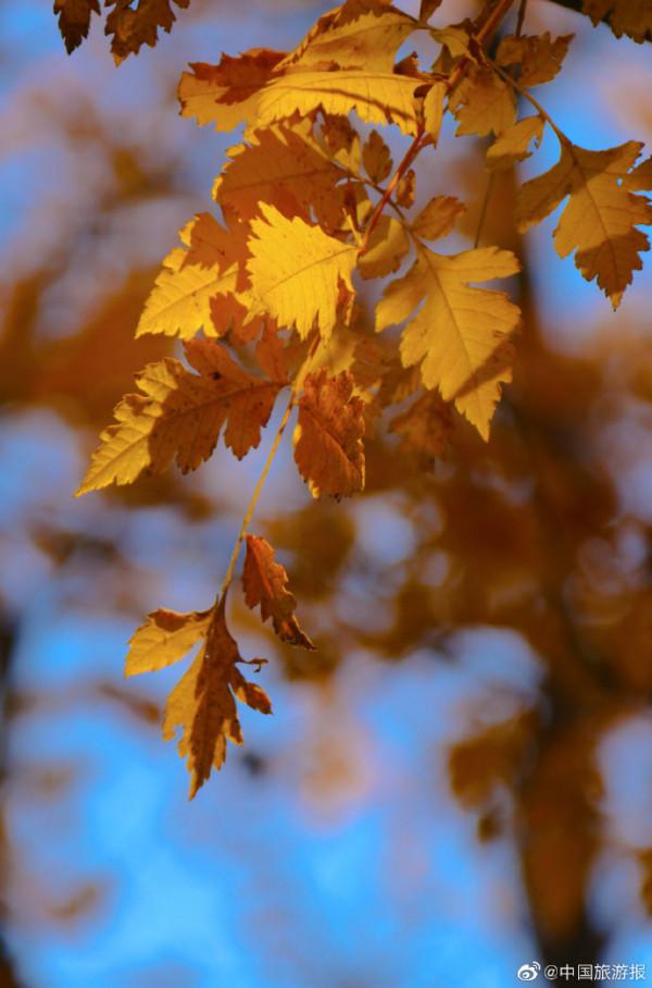 北京香山公園：漫山彩葉惹人醉