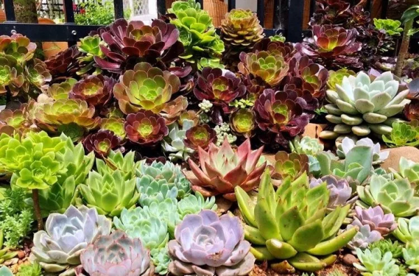 4年時間，靠一腔熱誠打造多肉花園