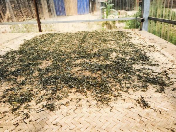 雲南最邊陲且原始寨子裡的古樹茶是什麼滋味? 雲南最邊陲且原始寨子裡的古樹茶是什麼滋味?