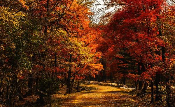 吉林樺甸:楓葉如丹,又見一年秋映紅 吉林樺甸:楓葉如丹,又見一年秋映紅