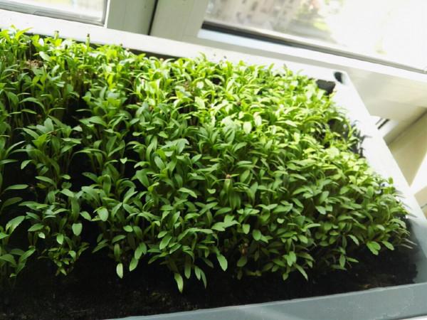 冬天種蔬菜首先這“8種”，不怕冷長得快，吃了一茬又一茬