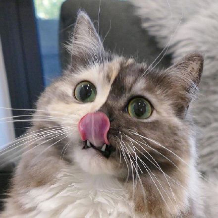 同時擁有兩隻喵喵！雙面貓Geri走紅：別樣精緻可愛