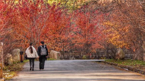 又快到了去本溪賞楓的季節，楓林谷是我退休以後每年都要去的地方