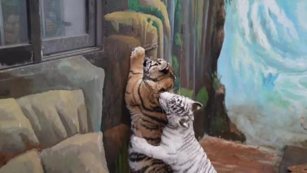 腦斧們的另一面，吃手貼貼求抱抱