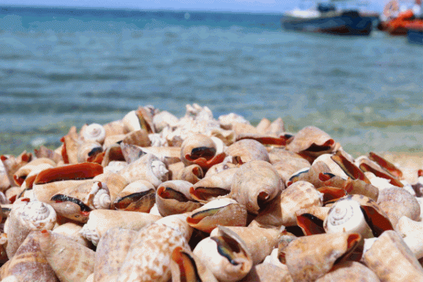 全球唯一隻接待中國公民的海島！比馬代純淨，僅有5萬國人去過