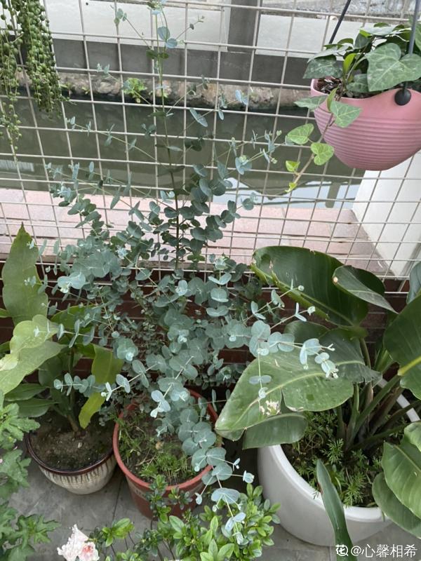 夏天新寵尤加利，養護花樣多，土培水培兩不誤