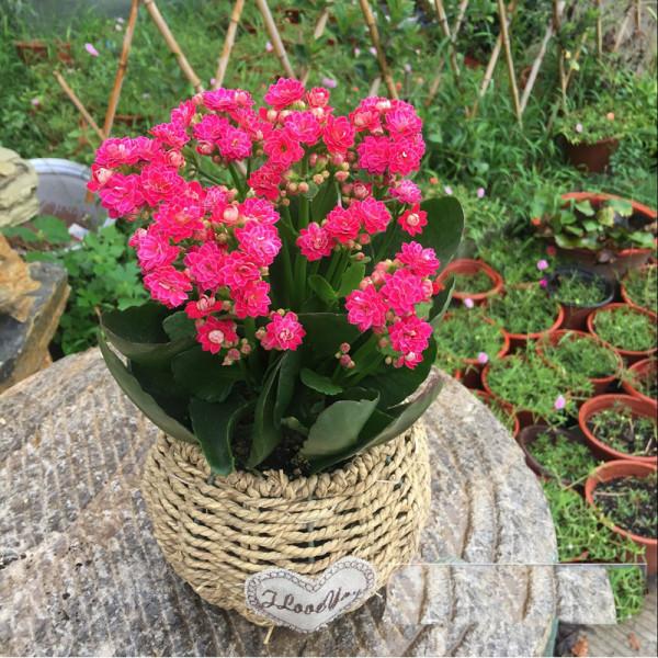 能養成老樁的“7種花”,吉祥大氣“生長年限長”,越養越喜歡 能養成老樁的“7種花”,吉祥大氣“生長年限長”,越養越喜歡