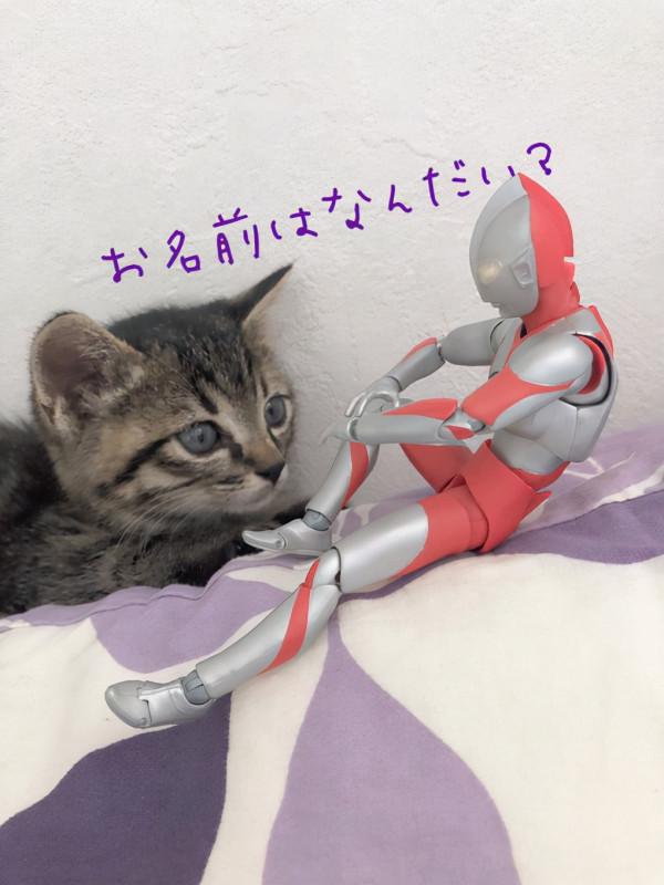 被收養的流浪貓與奧特曼的成長日記，太暖太有愛了