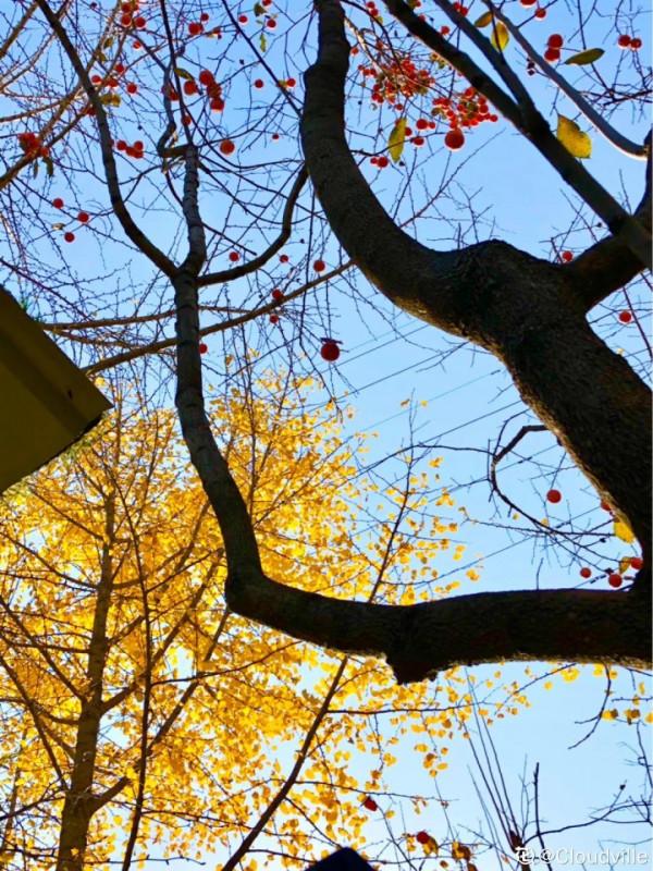 帶著父母回農村，把老院子種滿花，過簡單生活