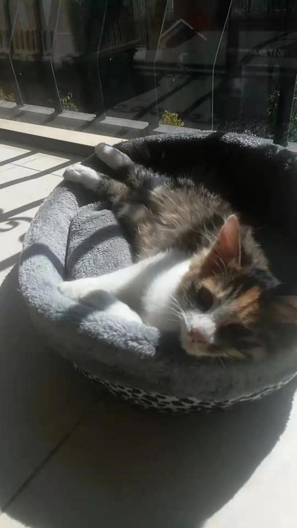 人生第一次被小貓咪成功“碰瓷”，是怎樣一種體驗？