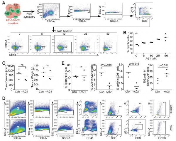 天津大學生命科學學院呂春婉團隊JITC發文：破解調控T細胞功能的代謝檢查點