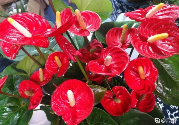 適合秋天養的12種花,耐陰又耐寒,秋冬長得更精神 適合秋天養的12種花,耐陰又耐寒,秋冬長得更精神