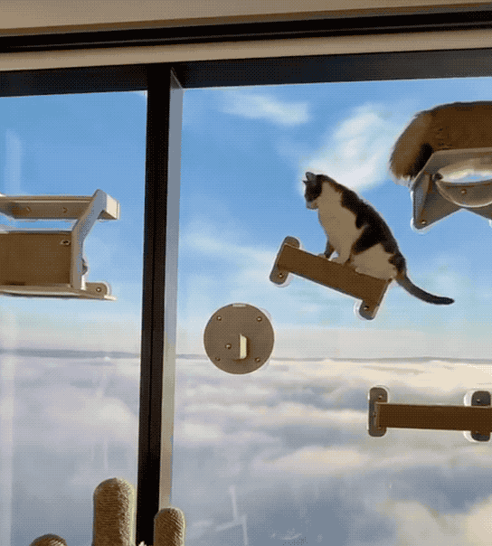 “貓咪住進60層頂樓”被刷爆,網友:救命!美瘋了 “貓咪住進60層頂樓”被刷爆,網友:救命!美瘋了