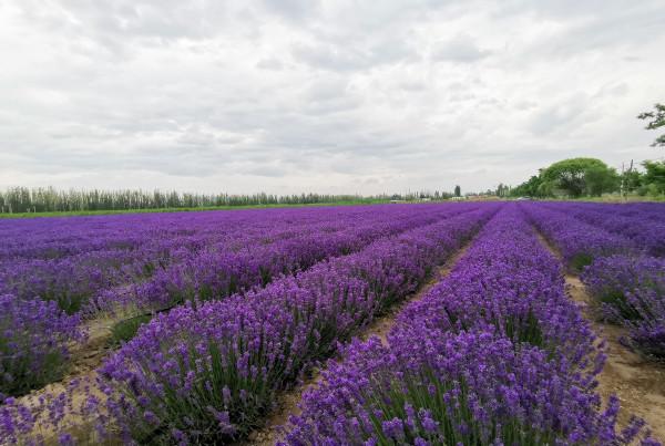國界上的天堂之城——可可達拉市