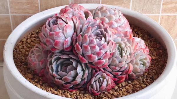 陽臺黨養這5款多肉不出狀態，真不怪咱們，沒有低溫的溫差是關鍵