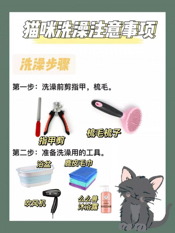 新手養貓知道這個最關鍵 新手養貓知道這個最關鍵