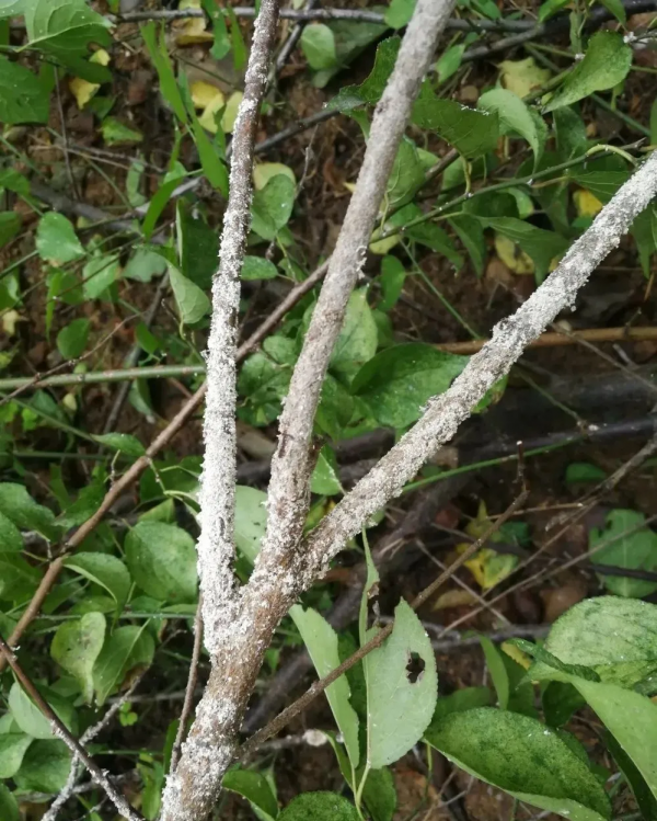 花園入秋常見三大蟲害，做好這幾點不生蟲