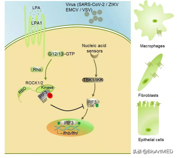 靶向溶血磷脂酸受體,增強抗病毒感染能力 靶向溶血磷脂酸受體,增強抗病毒感染能力