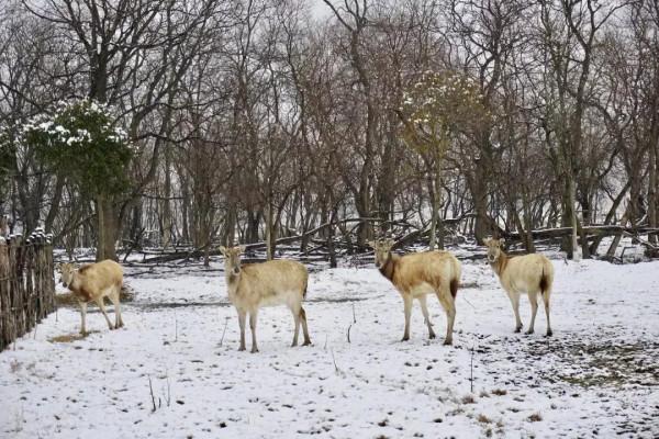 雪後的大豐麋鹿保護區