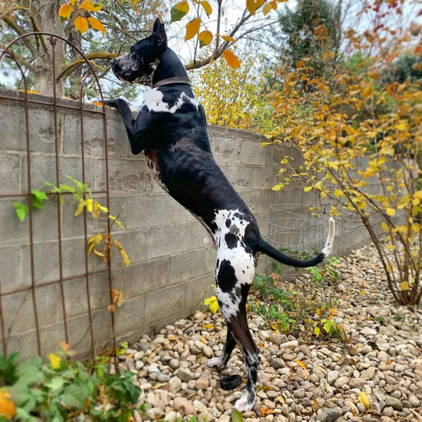 老人遛狗見貓鄰居暖心打招呼,出奇不意的溫暖,給人滿滿的正能量 老人遛狗見貓鄰居暖心打招呼,出奇不意的溫暖,給人滿滿的正能量