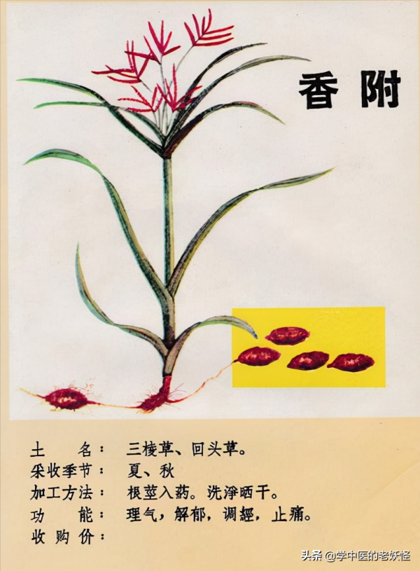 每天學習一味中藥——香附 每天學習一味中藥——香附