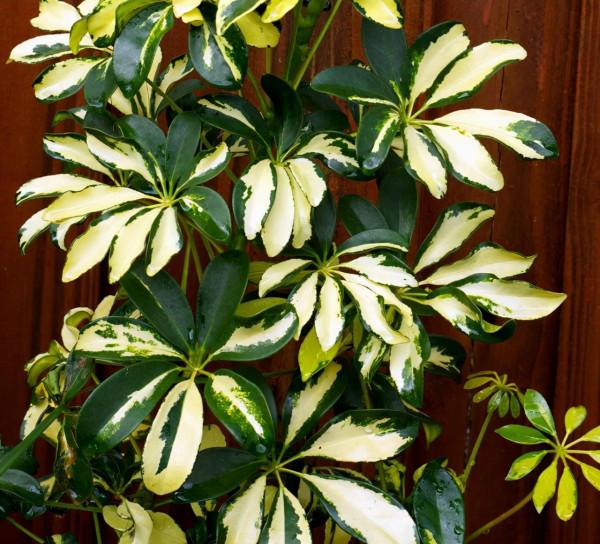 被譽為“招財樹”的鵝掌柴，居家盆栽該注意什麼？