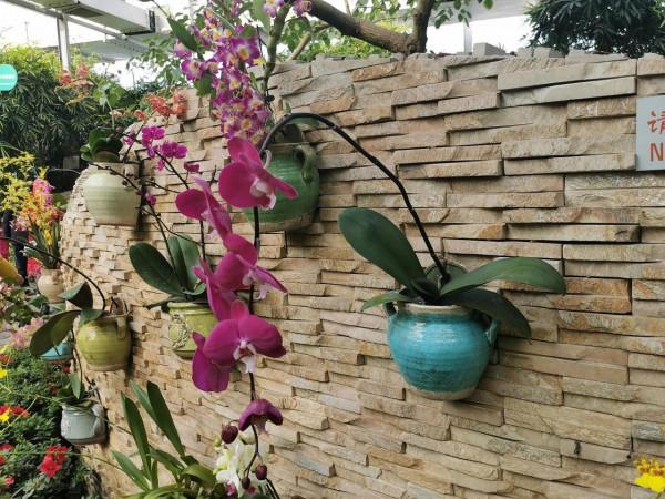 蝴蝶蘭花兒開，美好又可愛