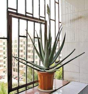 9種富貴花,長成老樁也要用“小盆”養,不然爛根又黃葉,難養好 9種富貴花,長成老樁也要用“小盆”養,不然爛根又黃葉,難養好