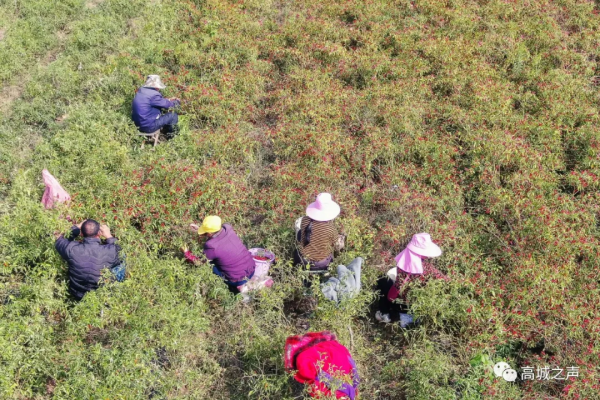 高城鎮嵩垛村的紅辣椒豐收啦