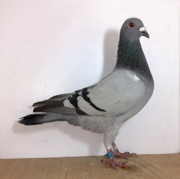 信鴿換羽期間需要重視的幾點因素 信鴿換羽期間需要重視的幾點因素