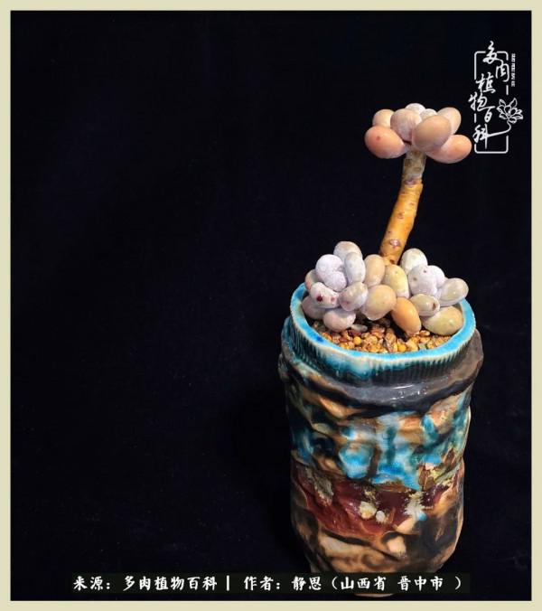 這低谷的一年,感謝多肉的陪伴 這低谷的一年,感謝多肉的陪伴