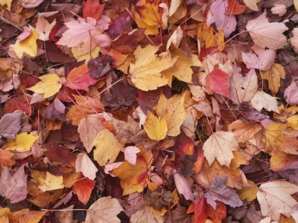 帶你遊溫哥華的小眾景點