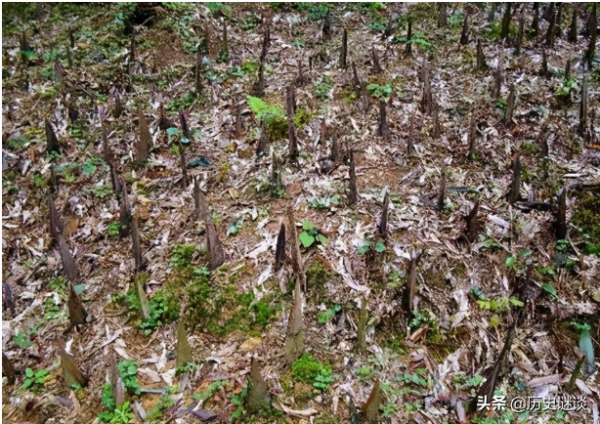 越軍的“竹籤陣”有多恐怖？美軍束手無策，我軍卻一招輕鬆破解