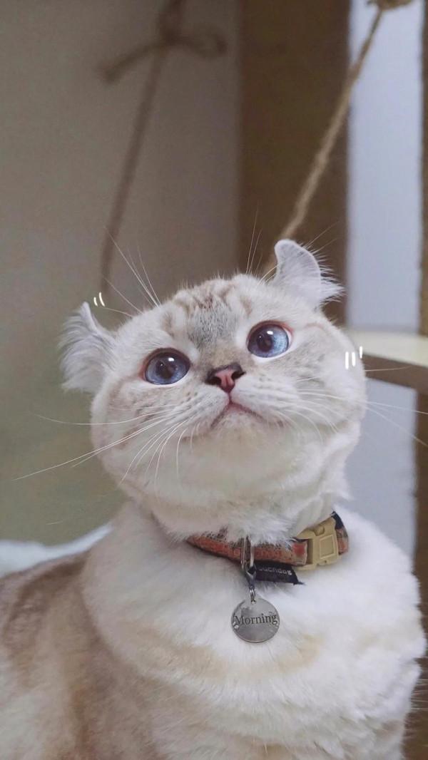 60多張有趣且可愛的貓看了讓人心情愉快